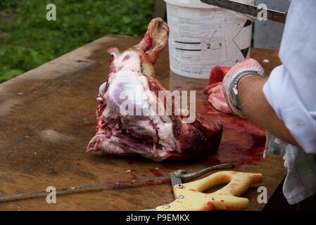 Pig slaughter: moments after death the preparation of the carcass by removing hair, pressure washing, evisceration, and cutting the carcass in two Stock Photo