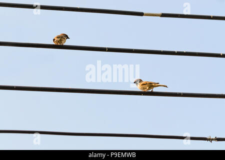 Two sparrow birds on electric wires Stock Photo