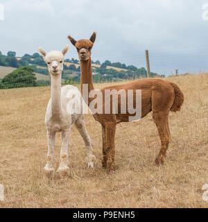 alpaca Stock Photo