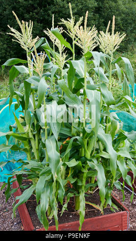 Sweetcorn make a useful windbreak and are an ornamental feature with their height and tassels. Now new selections make sweetcorn growing easier in the Stock Photo