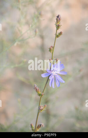 Smooth soft beige and purple Cichorium intybus floral image suitable for wallpaper backgrounds Stock Photo