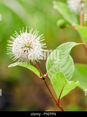 Cephalanthus occidentalis is an open-branched, deciduous bush or small tree. The oval leaves are up to 18cm long, and the young stems are often red-fl Stock Photo