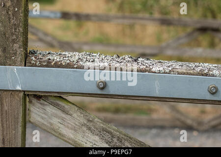 lichen on farm gate Stock Photo