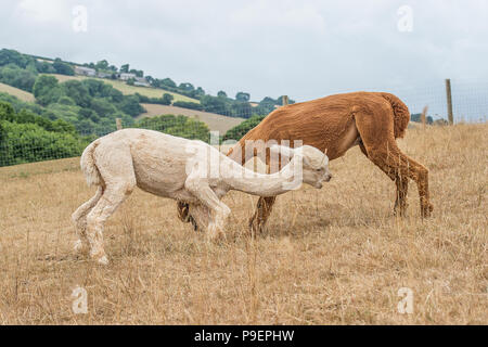 2 male alpacas fighting Stock Photo