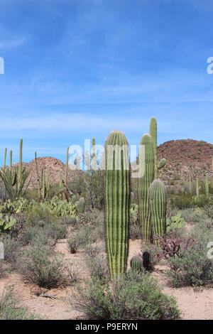 Desert landscape filled with saguaro cacti, creosote bushes, prickly pear cacti, ocotillo on the Desert Discovery Nature Trail in Saguaro National Par Stock Photo