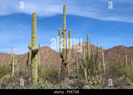 Desert landscape filled with saguaro cacti, creosote bushes, prickly pear cacti, cholla cacti  on the Desert Discovery Nature Trail in Saguaro Nationa Stock Photo