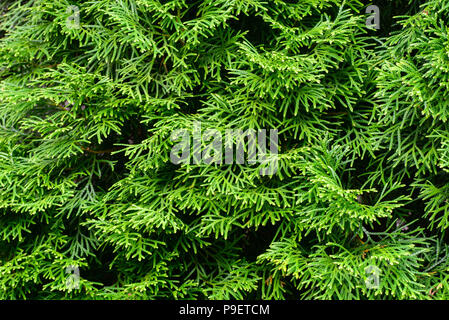 thuja  evergreen coniferous tree green twigs macro Stock Photo