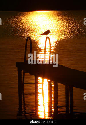 12 July 2018, Germany, Fuessen: A seagull sits on a pier at the Hopfensee lake during sunset. Photo: Karl-Josef Hildenbrand/dpa Stock Photo