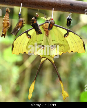 Wittenberg Lutherstadt, Germany. 13th July, 2018. An African moon moth (Argema mimosae) that is only a couple of minutes old at the butterfly nursery at the Alaris butterfly park. An unusually high number of king swallowtail (Papilio thoas) are hatching these days at the around 1000-square-metre-big butterfly house with 140 butterfly species. More than 250 of these colourful butterflies with a wing span of 12-14 centimetres have left their cocoons and romp about the tropical plants at 24 degrees and a humidity of 85 percent. Credit: Waltraud Grubitzsch/dpa-Zentralbild/ZB/dpa/Alamy Live News Stock Photo