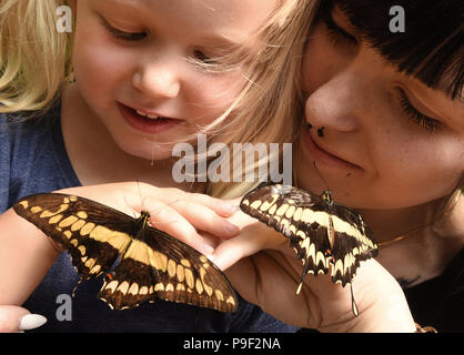 13 July 2018, Germany, Wittenberg Lutherstadt: The three-and-a-half-year-old Lilly Celine and her mother observe a-few-minutes-old king swallowtails on their hands at the Alaris butterfly park. An unusually high number of king swallowtail (Papilio thoas) are hatching these days at the around 1000-square-metre-big butterfly house with 140 butterfly species. More than 250 of these colourful butterflies with a wing span of 12-14 centimetres have left their cocoons and romp about the tropical plants at 24 degrees and a humidity of 85 percent. Photo: Waltraud Grubitzsch/dpa-Zentralbild/ZB Stock Photo