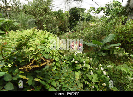 Wittenberg Lutherstadt, Germany. 13th July, 2018. Visitors walk through the tropical landscape at the Alaris butterfly park. An unusually high number of king swallowtail (Papilio thoas) are hatching these days at the around 1000-square-metre-big butterfly house with 140 butterfly species. More than 250 of these colourful butterflies with a wing span of 12-14 centimetres have left their cocoons and romp about the tropical plants at 24 degrees and a humidity of 85 percent. Credit: Waltraud Grubitzsch/dpa-Zentralbild/ZB/dpa/Alamy Live News Stock Photo