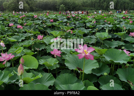 Shijiazhuang, China's Hebei Province. 18th July, 2018. Tourists enjoy lotus at the Nanhu Park in Tangshan, north China's Hebei Province, July 18, 2018. Credit: Yang Shiyao/Xinhua/Alamy Live News Stock Photo