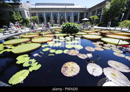 (180718) -- PENNSYLVANIA, July 18, 2018 (Xinhua) -- Tourists enjoy themselves at Longwood Gardens in Chester County in Pennsylvania, the United States, July 9, 2018. While U.S. President Donald Trump sees an 'economic enemy' in China, the northeastern U.S. county of Chester in Pennylvania sees an economic partner. TO GO WITH Feature: U.S. partnerships with China mushroom despite trade frictions (Xinhua/Wang Ying) (zcc) Stock Photo