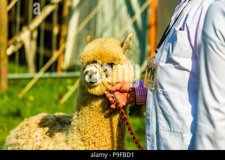 Alpaca with handler at Northumberland County Show, Stocksfield, UK. Stock Photo