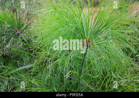 group of cyperus papyrus, the nile grass or paper reed growing in swamp at lake shore Stock Photo