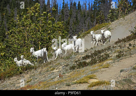 Dall sheep herd stampede Stock Photo