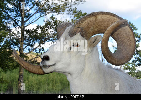 Dall sheep male, portrait Stock Photo