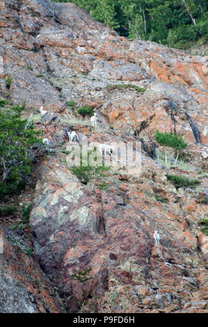 Dall sheep herd on rocky slope, Alaska Stock Photo