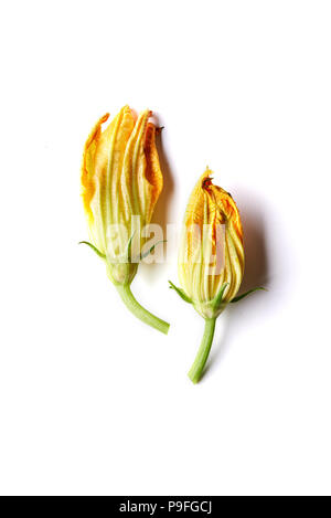 zuccini flowers isolated on white background. top view Stock Photo