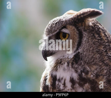 A profile of a Great Horned Owl with its 'ears' back looking majestic. Stock Photo