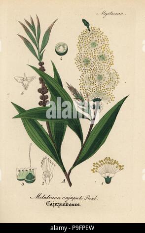 Cajuput or white samet, Melaleuca cajuputi. Handcoloured copperplate engraving from Dr. Willibald Artus' Hand-Atlas sammtlicher mediinisch-pharmaceutischer Gewachse, (Handbook of all medical-pharmaceutical plants), Jena, 1876. Stock Photo