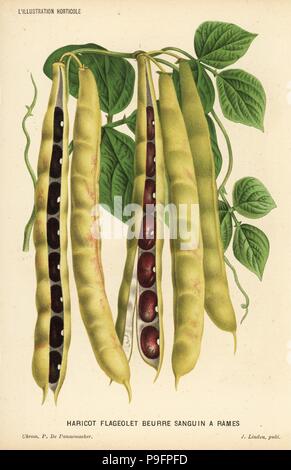 Variety of runner bean, Haricot flageolet beurre sanguin a rames, Phaseolus vulgaris. Chromolithograph by P. de Pannemaeker from Jean Linden's l'Illustration Horticole, Brussels, 1884. Stock Photo