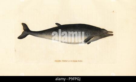 Sowerby's beaked whale, Mesoplodon bidens (Physeter bidens, two-toothed cachalot). Handcoloured copperplate engraving by James Sowerby from The British Miscellany, or Coloured figures of new, rare, or little known animal subjects, London, 1804. Stock Photo