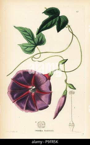 Male jalap plant, Ipomoea batatoides. Handcoloured copperplate engraving by G. Barclay after Miss Sarah Drake from John Lindley and Robert Sweet's Ornamental Flower Garden and Shrubbery, G. Willis, London, 1854. Stock Photo