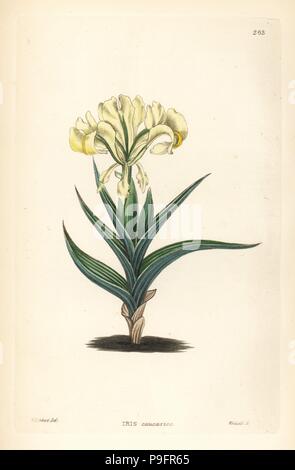 Caucasean iris or Caucasian flower de luce, Iris caucasica. Handcoloured copperplate engraving by Weddell after W. Herbert from John Lindley and Robert Sweet's Ornamental Flower Garden and Shrubbery, G. Willis, London, 1854. Stock Photo