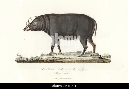 Buru babirusa or Moluccan babirusa, Babyrousa babyrussa. Handcoloured ...