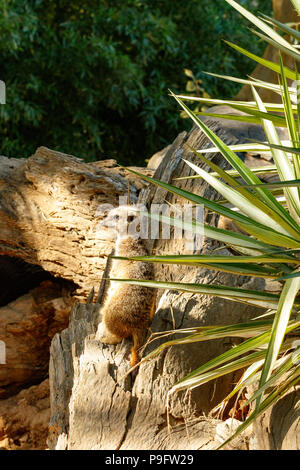 Meerkat standing and looking to the other side Stock Photo