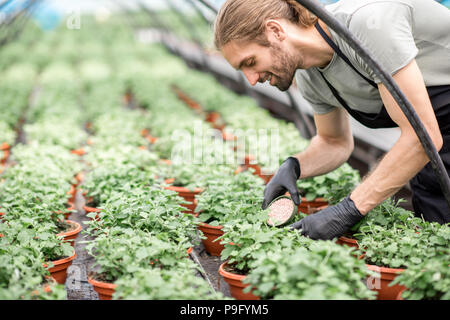 Fertilizing the plants Stock Photo