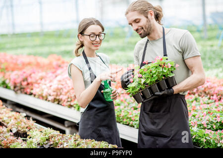 Workers with flower in the greenhouse Stock Photo