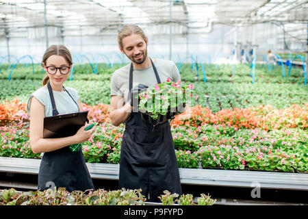 Workers with flower in the greenhouse Stock Photo