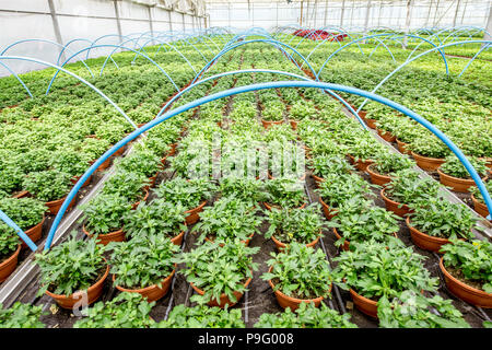 Green plants growing in the greenhouse Stock Photo