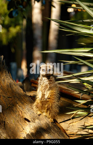 Meerkat standing and looking directly at you Stock Photo