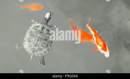 Red-Eared Slider Turtle swimming with goldfish Golden fish (Carassius auratus) and koi carps in a lake pond. Black and white background. Stock Photo