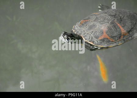Red-Eared Slider Turtle swimming with goldfish Golden fish in a lake pond. Black and white background. Stock Photo