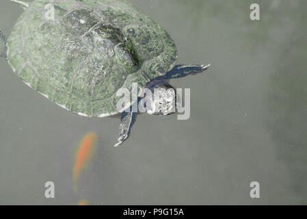 Red-Eared Slider Turtle swimming with goldfish Golden fish in a lake pond. Black and white background. Stock Photo