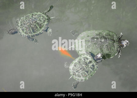 Red-Eared Slider Turtles swimming with goldfish Golden fish in a lake pond. Black and white background. Stock Photo