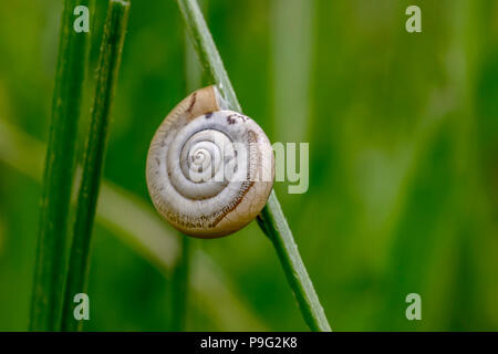 Beautiful macro of snail sleeping in shell on plant. Snail shell in green grass Stock Photo