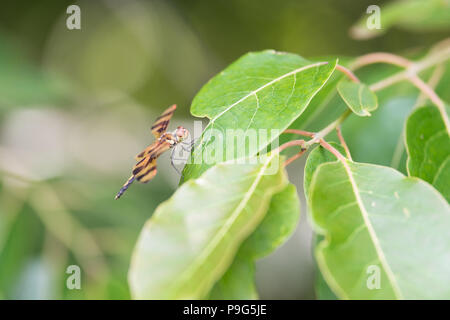 Side view of tiger striped dragonfly on green leaf, detailed head, body and legs Stock Photo