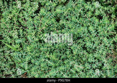 Spotted spurge, Euphorbia maculata, a weed that grows in poor soil and produces a milky sap when stems are broken. Wichita, Kansas, USA. Stock Photo