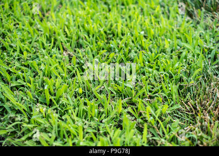 Hairy crabgrass, Digitaria sanguinalis, in a lawn that has been mowed. Wichita, Kansas, USA. Stock Photo