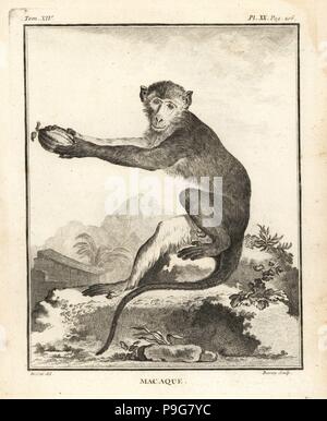 African macaque species, Cercopithecus angolensis major. Copperplate engraving by Chevillet after an illustration by Jacques de Seve from Georges-Louis Leclerc, Comte de Buffon's Histoire Naturelle, Imprimerie Royale, Paris, 1766. Stock Photo