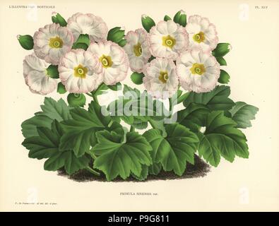 Mr. Cannell's Chinese primrose variety, Primula sinensis var. Drawn and chromolithographed by Pieter de Pannemaeker from Jean Linden's l'Illustration Horticole, Brussels, 1888. Stock Photo