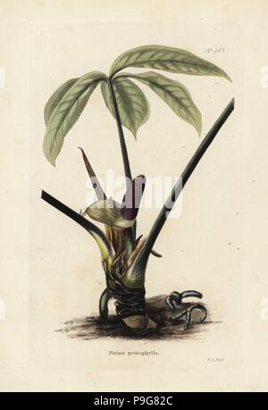 Anthurium palmatum hi-res stock photography and images - Alamy
