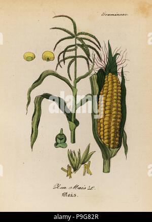 Maize or corn, Zea mays. Handcoloured copperplate engraving from Dr. Willibald Artus' Hand-Atlas sammtlicher mediinisch-pharmaceutischer Gewachse, (Handbook of all medical-pharmaceutical plants), Jena, 1876. Stock Photo