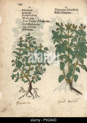 Marjoram, Origanum majorana, and wild marjoram or oregano, Origanum vulgare. Handcoloured woodblock engraving of a botanical illustration from Adam Lonicer's Krauterbuch, or Herbal, Frankfurt, 1557. This from a 17th century pirate edition or atlas of illustrations only, with captions in Latin, Greek, French, Italian, German, and in English manuscript. Stock Photo