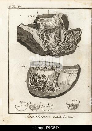 Details of the human heart. Sections through muscles and chambers. Copperplate engraving by Robert Benard from Denis Diderot's Encyclopedia, Pellet, Geneva, 1779. Stock Photo